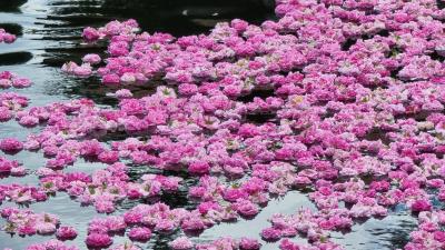 Damascena Ethnographic Complex