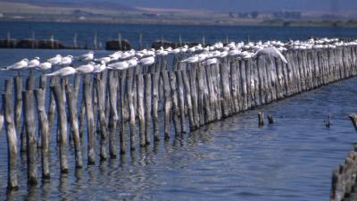 Pomorie Nudistenstrand