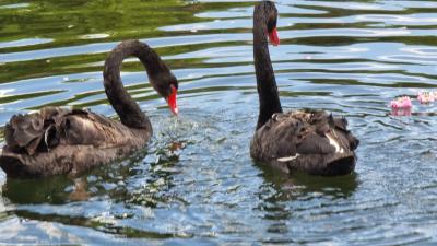 Damascena Ethnographic Complex