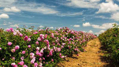 Valley of Roses Region