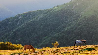 Stara Planina Region