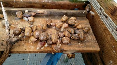 Snail Farm & Restaurant Eco-Telus