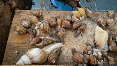 Snail Farm & Restaurant Eco-Telus